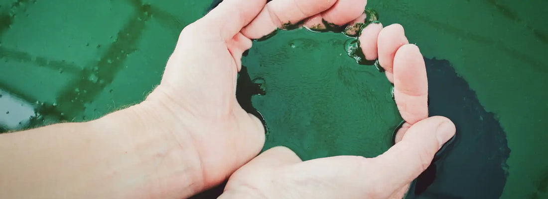 Qu’est-ce que la phycocyanine ? Origine, rôle et bienfaits